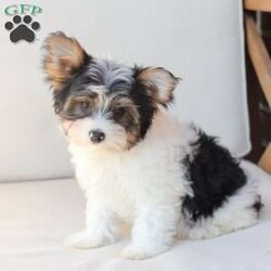 Charlie/Yorkie									Puppy/Male	/July 8th, 2026,Charlie is one of four and his litter, his approximate adult weight is 4 to 5 pounds. 