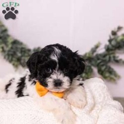 Tobby/Teddy Bear									Puppy/Male	/10 Weeks,Meet Tobby, a handsome black Shichon boy with a lovable, affectionate personality! Tobby absolutely loves attention and enjoys being close to his people. Whether he’s getting cuddles, following you around, or simply soaking up some extra love, Tobby is happiest when he’s by your side.