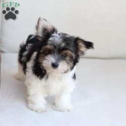 Cooper/Yorkie									Puppy/Male	/July 8th, 2026,Cooper is one of four in his litter, her approximate adult weight is 4 to 5 pounds.