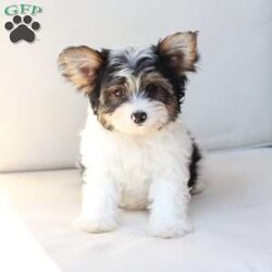 Charlie/Yorkie									Puppy/Male	/July 8th, 2026,Charlie is one of four and his litter, his approximate adult weight is 4 to 5 pounds. 