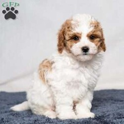 Unique/Cavapoo									Puppy/Male	/12 Weeks,Each puppy is unique but this one lives up to his name! Unique is handsome Cavapoo puppy looking for a fur-ever home! He will be ready to go with you on your summer vacations and adventures! He will come with a crate, Rockefeller Doodles puppy tag, small puppy bed, collar, leash, toy, blanket, and small bag of dog food.He also will be microchipped, up to date on vaccinations, vet checked, come with a 30 day health guarantee plus a 3 year genetic guarantee. He is f1b Cavapoo