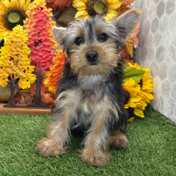 Bear/Yorkshire Terrier/Female/