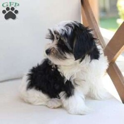 Maverick/Yorkie									Puppy/Male	/July 9th, 2026,Maverick  is one of five in his litter, his approximate adult weight is 4 to 5 pounds