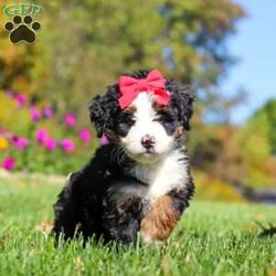 Bena/Mini Bernedoodle									Puppy/Female	/6 Weeks,Hi, I’m Bena! I’m a precious Miniature F1 Bernedoodle with an adorable face, a soft, fluffy coat, and a sweet, loving personality. I’m playful, affectionate, and curious, and I love spending my days exploring, playing with toys, and soaking up lots of attention. I have a gentle, happy nature and enjoy being around people. With my charming personality and irresistible good looks, I’m sure to bring plenty of love, fun, and happiness to my forever family!