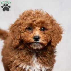 Allen/Cavapoo									Puppy/Male	/11 Weeks,Allen is a curly-haired Cavapoo boy with lots of white on his chest! He is ready to join you as you relax around the campfire, give you puppy kisses, or join you on a long walk!