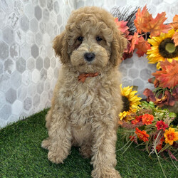 Adopt a dog:Wilder/Cockapoo/Female/,Hi, I'm Wilder! I'm a 14-week-old male Cockapoo. My dad is a Poodle and my mom is a Cockapoo. I have a beautiful red coat, and I was born on June 28. I am ready now to plan my trip to my forever family. Once I reach my adult size, I'm expected to weigh between 14–18 lbs. With me you'll have the time of your life and feel a love like never before.