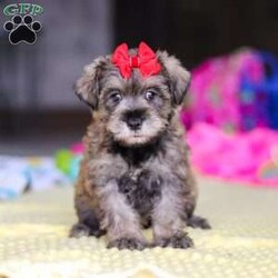 Josie/Miniature Schnauzer									Puppy/Female	/9 Weeks,Hi, my name is Josie! I’m a very cute AKC Schnauzer puppy with an adorable face, a beautiful coat, and a sweet personality that is sure to make you smile. I’m playful, affectionate, and curious, and I love spending my days exploring, playing with toys, and getting lots of attention. I have a happy and gentle nature and enjoy being around people. I also love cuddles and making new friends, and I’m excited to find my forever family where I can bring lots of love, fun, and happiness!