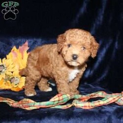 Abner/Mini Goldendoodle									Puppy/Male	/9 Weeks,Say hello to this adorable Mini Goldendoodle puppy who is being spoiled with lots of attention and love! The mom Alyssa is a Mini Goldendoodle and the dad Dewey is a Miniature Poodle. Each puppy comes up to date on shots and dewormer and will be vet checked before going home. This puppy is very smart and has such a soft hypoallergenic coat! Please call Annie today (no texting) to learn how you can bring home one of these perfect puppies!