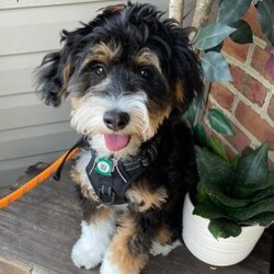 Capri/Mini Bernedoodle									Puppy/Female	/9 Weeks,This sweet puppy is absolutely full of love! The perfect mix of playful and calm, this little one loves being around people, children, and other animals and is eager to find a forever family.