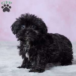 Abby/Shorkie									Puppy/Female	/10 Weeks,Meet Abby, an adorable Shorkie puppy who is ready to find her forever home! She has been vet checked and is up to date on all her shots, so she’s ready to begin her next adventure with her new family. With her sweet little face and irresistible Shorkie charm, Abby is sure to bring plenty of joy to her new home. She’s ready to meet her forever family and start making wonderful memories together!