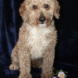 Abner/Mini Goldendoodle									Puppy/Male	/9 Weeks,Say hello to this adorable Mini Goldendoodle puppy who is being spoiled with lots of attention and love! The mom Alyssa is a Mini Goldendoodle and the dad Dewey is a Miniature Poodle. Each puppy comes up to date on shots and dewormer and will be vet checked before going home. This puppy is very smart and has such a soft hypoallergenic coat! Please call Annie today (no texting) to learn how you can bring home one of these perfect puppies!
