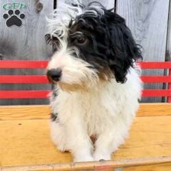 Ralph/Bernedoodle									Puppy/Male	/May 22nd, 2026,Male Mini Bernedoodle puppy that is family raised and well socialized.  Both parnets are genetic health tested.   