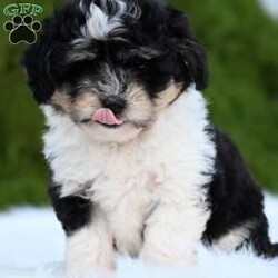 Ollie/Mini Aussiedoodle									Puppy/Male	/10 Weeks,Hi I’m looking for my furever home! I am family raised, super cute and love to play! I am up-to-date on my vaccines and dewormer And have a clear vet check! 