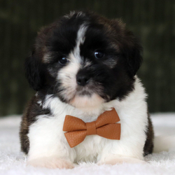 Noodles/Shichon/Female/