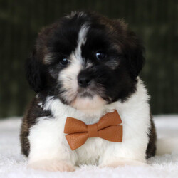 Adopt a dog:Noodles/Shichon/Female/,Hi, I'm Noodles! I'm an 8-week-old male Shichon. My dad is a Shih Tzu and my mom is a Bichon Frise. I have a beautiful brindle & white coat, and I was born on August 14. I am ready now to plan my trip to my forever family. Once I reach my adult size, I'm expected to weigh between 10–16 lbs. I'm ICA registered. My puppy love is ready to brighten your every day.