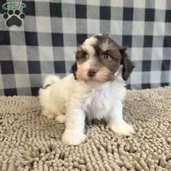 Hank/Havanese									Puppy/Male	/July 15th, 2026,Meet Hank a sweet little ACA Reg. Havanese puppy, Vet checked and shots are up to date.      contact us to make him your own. 