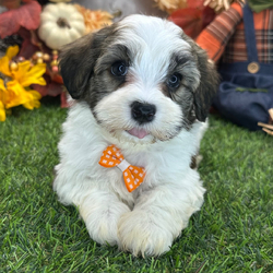Chase/Havanese/Female/