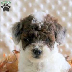 Kiah/Toy Poodle									Puppy/Female	/9 Weeks,Meet your new BFF, Kiah! This playful Toy Poodle puppy is vet checked & up to date on shots & wormer. She is registered with the AKC, plus comes with a health guarantee provided by the breeder! Kiah is well socialized & currently being family raised with children!