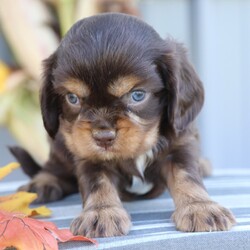 Adopt a dog:Cider/Cavalier King Charles Spaniel/Female/,Hi, I'm Cider! I'm a 6-week-old male Cavalier King Charles Spaniel with a beautiful chocolate & tan coat, born on August 28. I'll be ready to go home to my forever family after October 24, once I'm grown enough to leave my litter. When I reach my adult size, I should weigh between 8–23 lbs. I'm AKC registered. I'm looking forward to being your forever source of cuddles and joy.