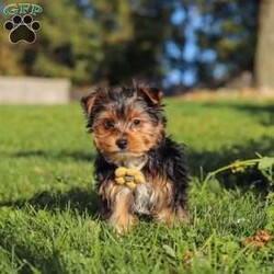 Atlas/Yorkie									Puppy/Male	/12 Weeks,Atlas is an adorable AKC Yorkshire Terrier puppy with a sweet expression, a beautiful soft coat, and a loving personality that is sure to steal your heart. He is playful, affectionate, and enjoys attention, exploring his surroundings, and spending time with the people around him. His gentle, happy nature makes him a wonderful companion, and he is sure to bring plenty of love, joy, and companionship to his forever family.