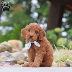 Igor/Mini Goldendoodle									Puppy/Male	/7 Weeks,Hi, I’m Igor! I’m a very cute Mini Goldendoodle puppy with an adorable face, a soft, fluffy coat, and a sweet personality. I’m playful, affectionate, and curious, and I love spending my days exploring, playing with toys, and getting lots of attention. I have a happy and loving nature, and I enjoy being around people and making new friends. With my charming personality and irresistible looks, I’m sure to bring lots of love, fun, and happiness to my forever family!