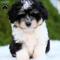 Ollie/Mini Aussiedoodle									Puppy/Male	/10 Weeks,Hi I’m looking for my furever home! I am family raised, super cute and love to play! I am up-to-date on my vaccines and dewormer And have a clear vet check! 