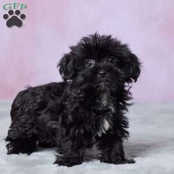 Abby/Shorkie									Puppy/Female	/10 Weeks,Meet Abby, an adorable Shorkie puppy who is ready to find her forever home! She has been vet checked and is up to date on all her shots, so she’s ready to begin her next adventure with her new family. With her sweet little face and irresistible Shorkie charm, Abby is sure to bring plenty of joy to her new home. She’s ready to meet her forever family and start making wonderful memories together!