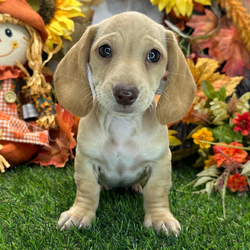 Luna/Dachshund/Female/