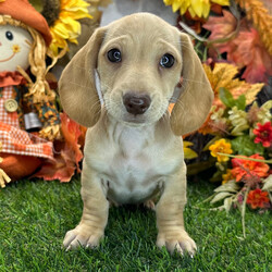 Adopt a dog:Luna/Dachshund/Female/,Hi, I'm Luna! I'm a 10-week-old female Dachshund with a beautiful cream coat, born on July 31. I am ready now to plan my trip to my forever family. I'm AKC registered. I'm looking forward to filling your life with love and wagging tails.