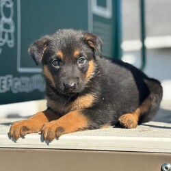Adopt a dog:Willow/German Shepherd Dog/Female/,Hi, I'm Willow! I'm a 6-week-old female German Shepherd Dog with a beautiful black & tan coat, born on August 23. I'll be ready to go home to my forever family after October 18, once I'm grown enough to leave my litter. When I reach my adult size, I should weigh between 50–90 lbs. I'm ICA registered. My love for you will be as boundless as my puppy energy.
