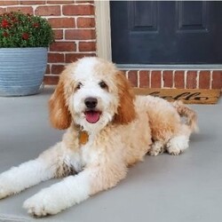 Capri/Mini Bernedoodle									Puppy/Female	/9 Weeks,This sweet puppy is absolutely full of love! The perfect mix of playful and calm, this little one loves being around people, children, and other animals and is eager to find a forever family.