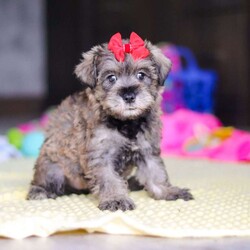 Josie/Miniature Schnauzer									Puppy/Female	/9 Weeks,Hi, my name is Josie! I’m a very cute AKC Schnauzer puppy with an adorable face, a beautiful coat, and a sweet personality that is sure to make you smile. I’m playful, affectionate, and curious, and I love spending my days exploring, playing with toys, and getting lots of attention. I have a happy and gentle nature and enjoy being around people. I also love cuddles and making new friends, and I’m excited to find my forever family where I can bring lots of love, fun, and happiness!