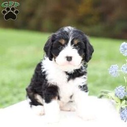Marla/Cavapoo									Puppy/Female	/September 9th, 2026,Marla is a sweetheart raised with the kind of love and care that a puppy needs for a great start in life! She also enjoys a special diet for optimal health. Call, text or email to schedule your meet with this sweet girl! (we also offer facetime meetings) Marla’s adult weight will be approximately 18 pounds.