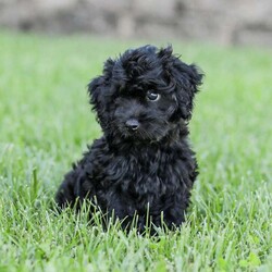 Shortcake/Cockapoo									Puppy/Female	/13 Weeks,Meet our Sweet little Shortcake! Our adorable Cockapoo puppy. She is family raised and is a sweet lap puppy and our 4 year old plays with her for hours every day and she loves the attention! She has spent lots of time on a leash and does very well with it.