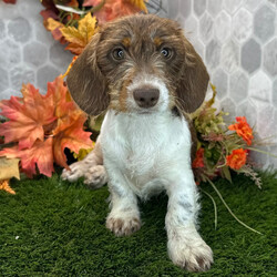 Adopt a dog:Jade/Dachshund/Female/,Hi, I'm Jade! I'm a 14-week-old female Dachshund with a beautiful chocolate & tan coat, born on July 15. I am ready now to plan my trip to my forever family. I'm AKC registered. I'm excited to bring a lot of love and a little bit of puppy chaos.