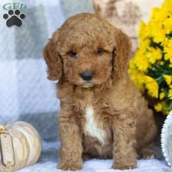 Prince/Mini Goldendoodle									Puppy/Male	/August 28th, 2026,Hi! Meet Prince, a sweet, smart pup who loves to play, cuddle and loves belly rubs. They are very social and play with children. They are trained to go potty in the yard, they have access to play in the yard and nap and sleep in a cozy heated puppy bed whenever they please. They bring joy and delight to each new day! 