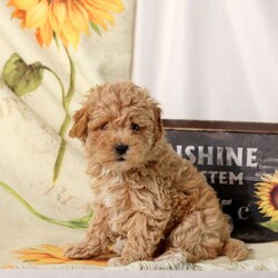 Archer/Maltipoo									Puppy/Male	/9 Weeks,Archer is a loving Maltipoo puppy who will be the most adorable addition to his forever family! This precious boy is so snuggable and sweet! Archer has been seen by vet and is up to date on shots and de-wormer. This cutie also comes home with a 30 day health guarantee plus an extended genetic health guarantee, both provided by the breeder. Archer is well socialized and ready to meet you!