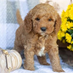 Prince/Mini Goldendoodle									Puppy/Male	/August 28th, 2026,Hi! Meet Prince, a sweet, smart pup who loves to play, cuddle and loves belly rubs. They are very social and play with children. They are trained to go potty in the yard, they have access to play in the yard and nap and sleep in a cozy heated puppy bed whenever they please. They bring joy and delight to each new day! 