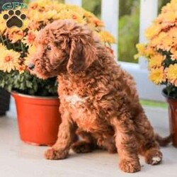 Big Boy/Miniature Poodle									Puppy/Male	/11 Weeks,Meet our happy and Docile Miniature Poodles! These puppies are always so happy and just absolutely love snuggles and pets! 