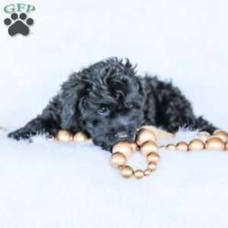 Shortcake/Cockapoo									Puppy/Female	/13 Weeks,Meet our Sweet little Shortcake! Our adorable Cockapoo puppy. She is family raised and is a sweet lap puppy and our 4 year old plays with her for hours every day and she loves the attention! She has spent lots of time on a leash and does very well with it.