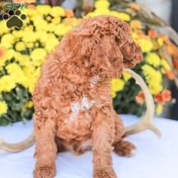 Big Boy/Miniature Poodle									Puppy/Male	/11 Weeks,Meet our happy and Docile Miniature Poodles! These puppies are always so happy and just absolutely love snuggles and pets! 