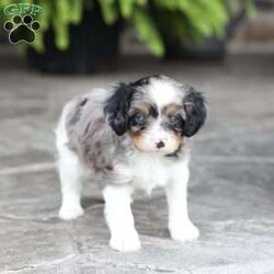 Londyn/Cavapoo									Puppy/Female	/September 7th, 2026,Londyn is a sweetheart raised with the kind of love and care that a puppy needs for a great start in life! She also enjoys a special diet for optimal health. Call, text or email to schedule your meet with this sweet girl! (we also offer facetime meetings)