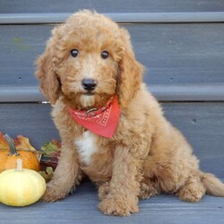 Louie/Mini Goldendoodle									Puppy/Male	/12 Weeks,Hi there!! My name is Louie and I would love to come home with you. I am sure with one look into my warm, sweet eyes and I’ll be sure I will have captured your heart already! I am very happy, playful and very kid friendly! I stand out above the rest with my curly red coat and my sweet teddy bear face! Full of personality and always ready to give amazing puppy kisses, I would love to fill your home with all of my puppy love! I have been vet checked and I am up to date on vaccinations and dewormings and I will also come with a 1-year guarantee with the option of extending it to a 3-year guarantee.  Shipping is available anywhere in the USA! My mother is Sandy, a sweet, loving 32# Mini Goldendoodle, and my father is Atlas, a 16# AKC mini poodle and he is genetic tested clear! That makes me an F1b mini goldendoodle and I will grow to approx. 20-25# and I will be hypoallergenic and nonshedding!! Why wait when you know I am meant to be yours? Call or text Martha to make me the newest addition to your family and get ready to spend a lifetime of tail wagging fun!   (7% sales tax on in home pickups) 